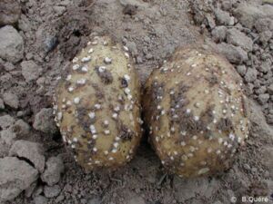 Lenticelles élargies Lenticelles élargies