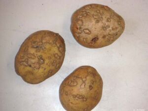 brûlures dues aux traitements chimiques brûlures dues aux traitements chimiques