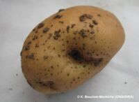 Black scurf Black scurf