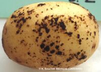 Black scurf Black scurf