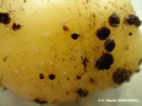 Black scurf Black scurf