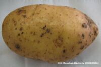 Black scurf Black scurf