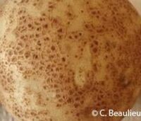 Russet scub-Beaulieu Russet scub-Beaulieu