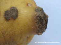 Déformation-gale poudreuse Déformation-gale poudreuse