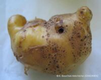 Déformation-R. solani Déformation-R. solani