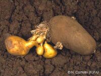 Déformations Déformations