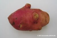 plus de déformations physiologiques 2 plus de déformations physiologiques 2