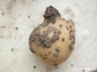 Pathological deformation 200