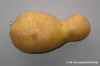 Physiological deformations