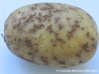 More unknown corky symptoms More unknown corky symptoms