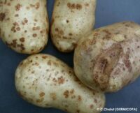 corky spot corky spot