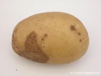 other corky 3 other corky 3