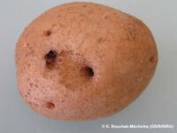 Other pitted or raised Other pitted or raised