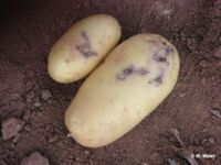 More other pitted and raised More other pitted and raised