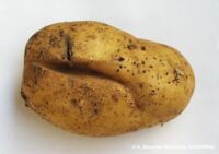 Rhizoctonia cracking