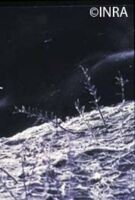 conidiophore conidiophore