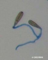 Silver scurf Silver scurf