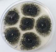 black dot2 180 black dot2 180