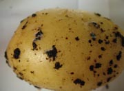 Black scurf Black scurf