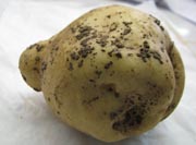 Black scurf Black scurf