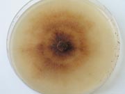 black scurf 5.180 black scurf 5.180