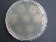 Rhizoctone brun 6.180 Rhizoctone brun 6.180