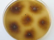 black scurf 7.180 black scurf 7.180