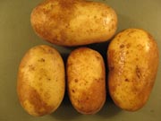 Golding blotch Golding blotch