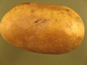 Golding blotch Golding blotch