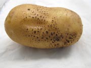 Rhizoctonia corky lesions