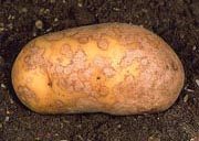 silver scurf silver scurf