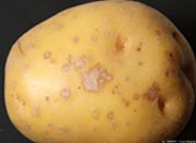 Silver scurf Silver scurf