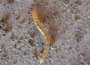 Wireworm holes Wireworm holes