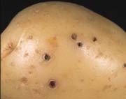 Wireworm holes Wireworm holes