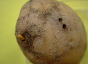 Wireworm holes Wireworm holes